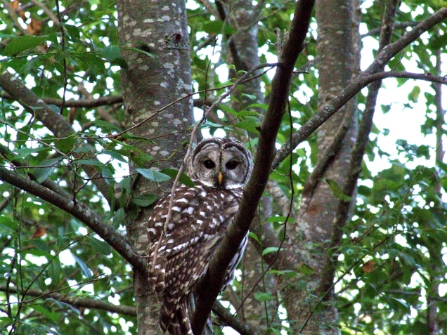 Barred Owl--unbarred neighbor (Highland)