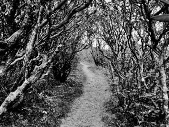 Blue Ridge Path (Highland)