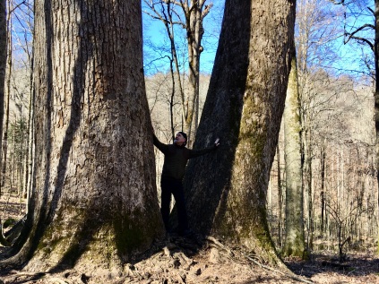 Between giant poplars